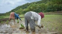 PT Xinfeng Gemah Semesta Peduli Kaum Tani di Bolmong